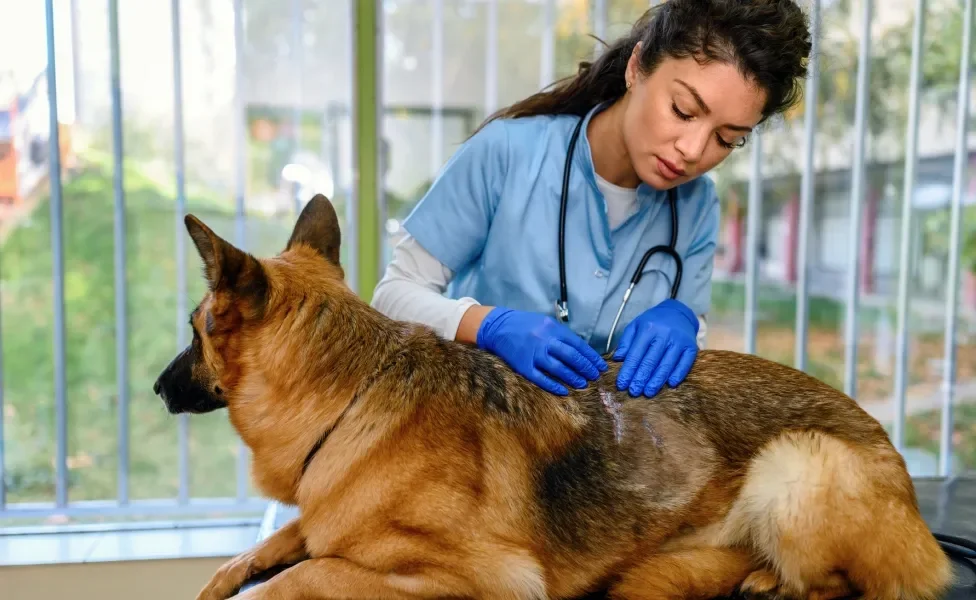 Médica veterinária examinando um cachorro Pastor Alemão