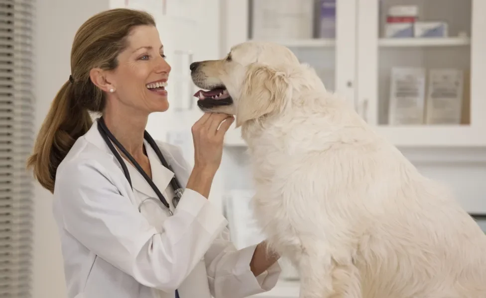 Veterinária fazendo carinho em cachorro Labrador peludo grande em consultório médico
