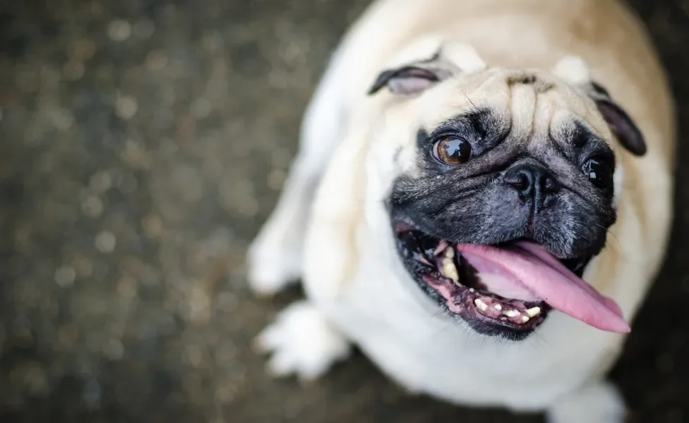 Pug gordo com a língua para fora