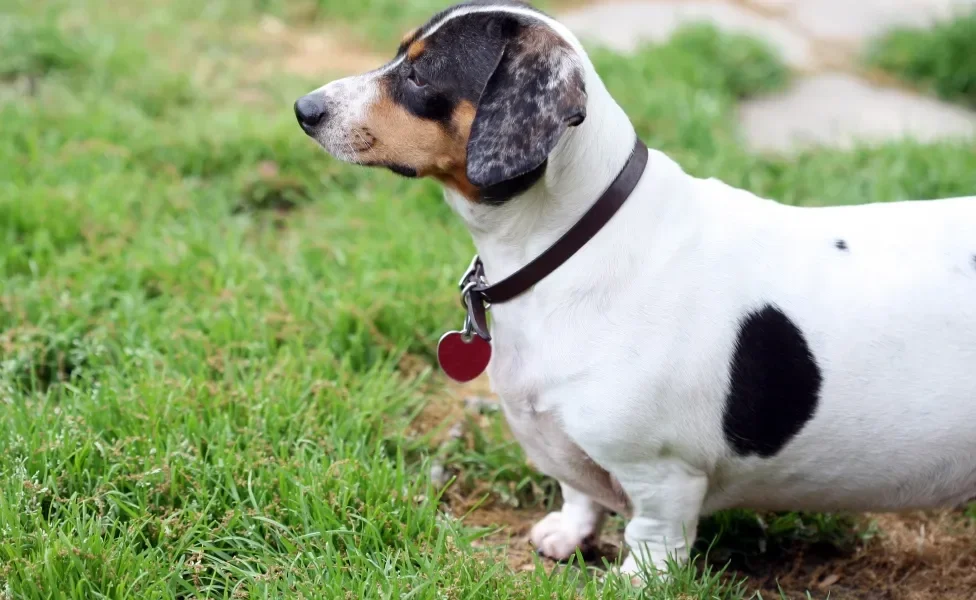 Cão Dachshund branco com manchas escuras acima do peso usando uma coleira e em cima de terra e grama