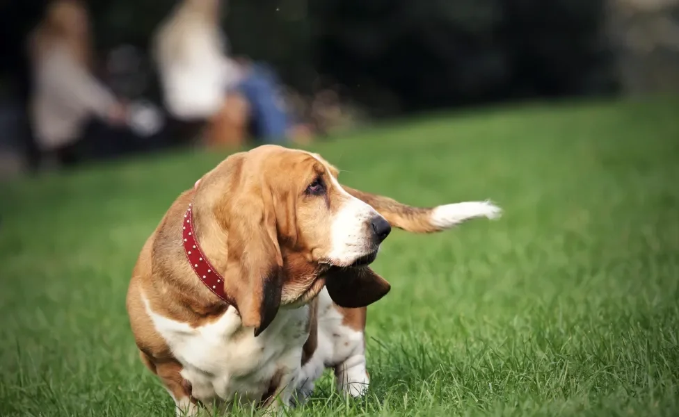 Cão Basset Hound caminhando em gramado