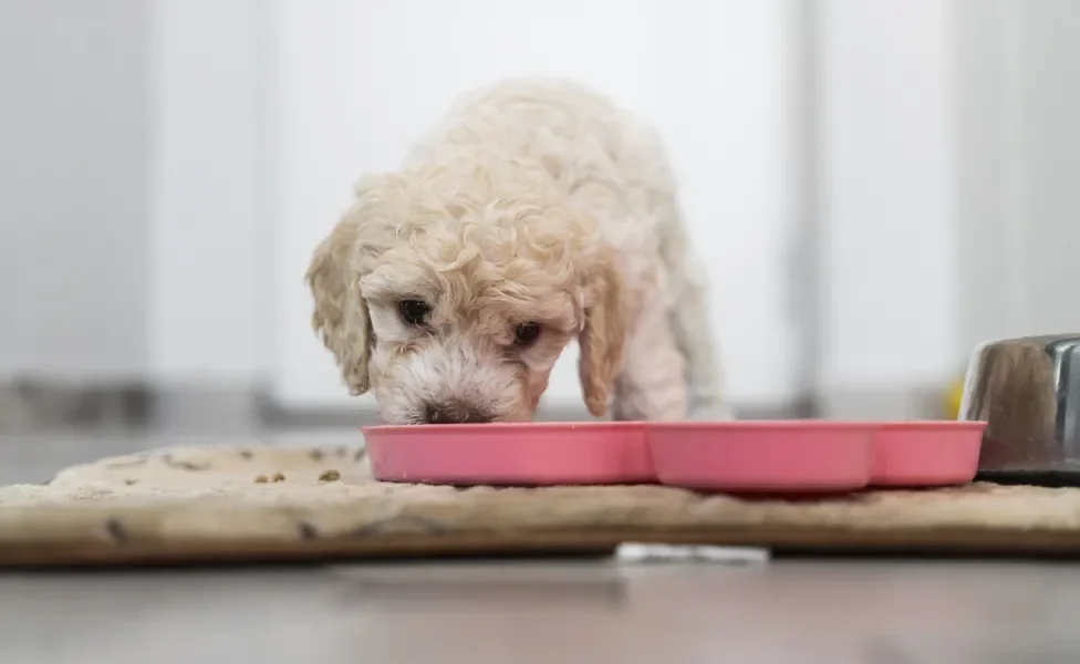 Cãozinho branco peludo comendo ração em pote rosa
