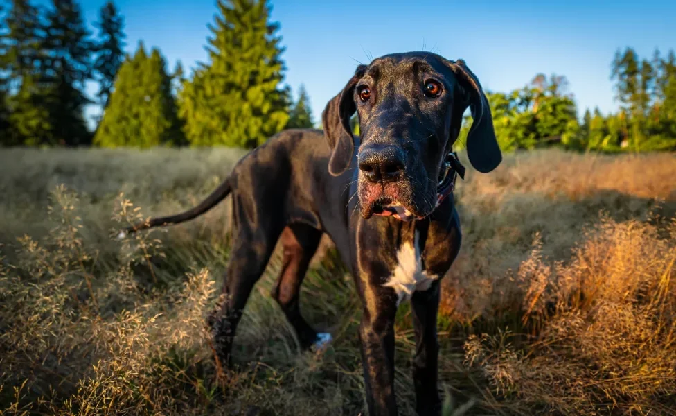 Dogue Alemão preto em mata