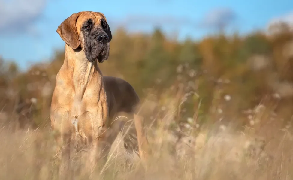 Dogue Alemão dourado em pé em campo aberto