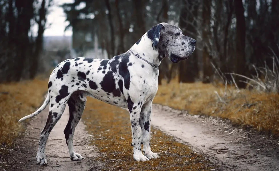 Dogue Alemão branco com manchas pretas em estrada de terra