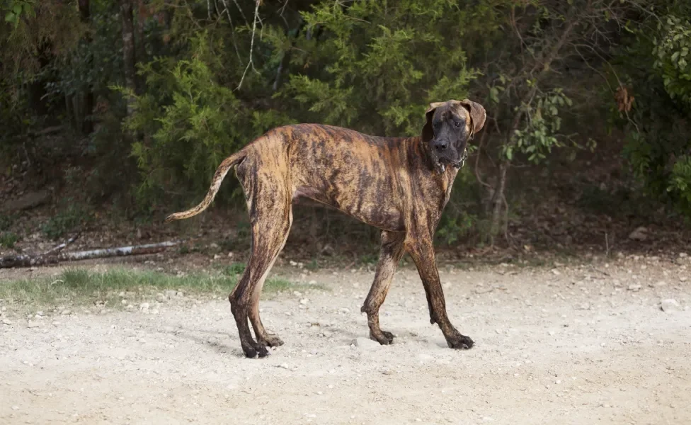 Dogue Alemão tigrado