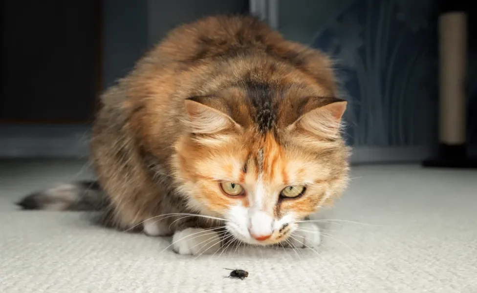 Gato rajado olhando para uma mosca no chão