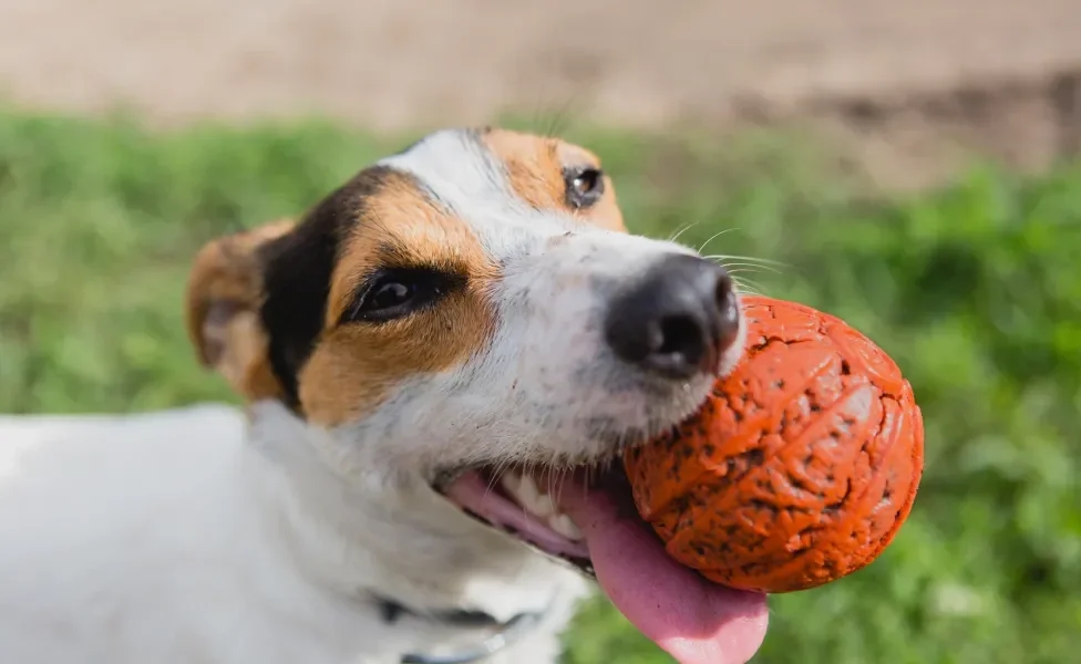 Cãozinho segurando bolinha laranja na boca
