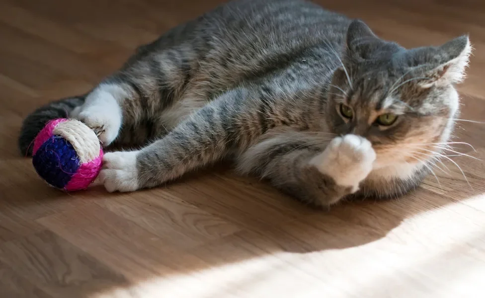 Gato cinza deitado no chão brincando com bolinha colorida