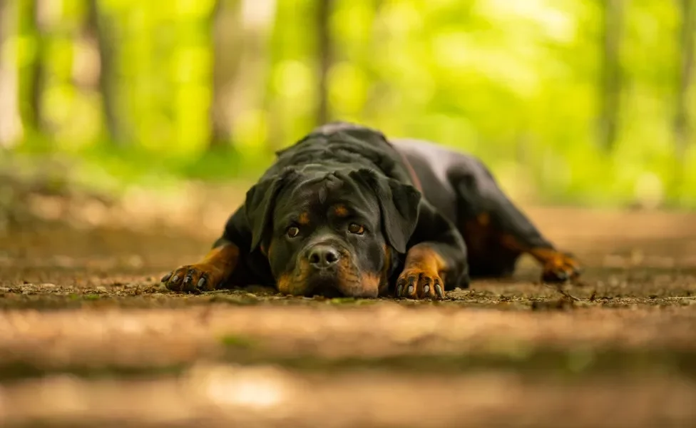 Cão Rottweiler deitado em chão de terra na floresta