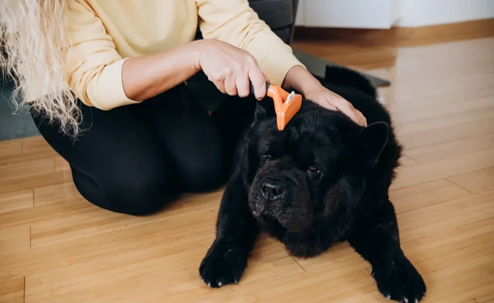 Tutora escovando pelo de cachorro preto com escova especial 