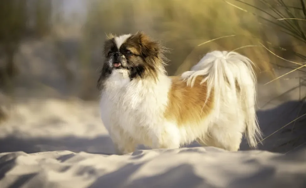Cão Pequenês em pé na areia em dia ensolarado