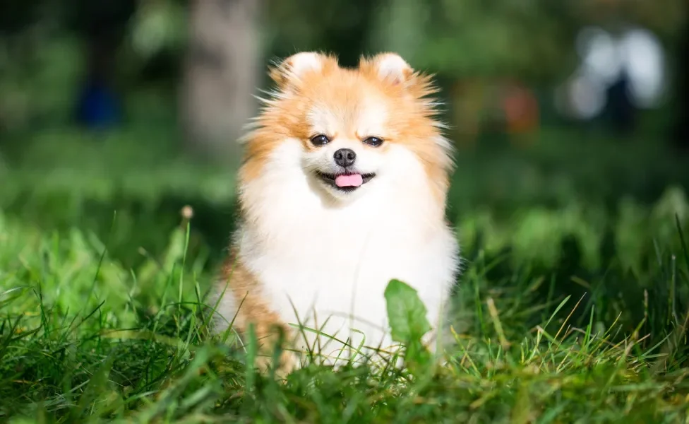 Cão Lulu da Pomerânia sentado em gramado
