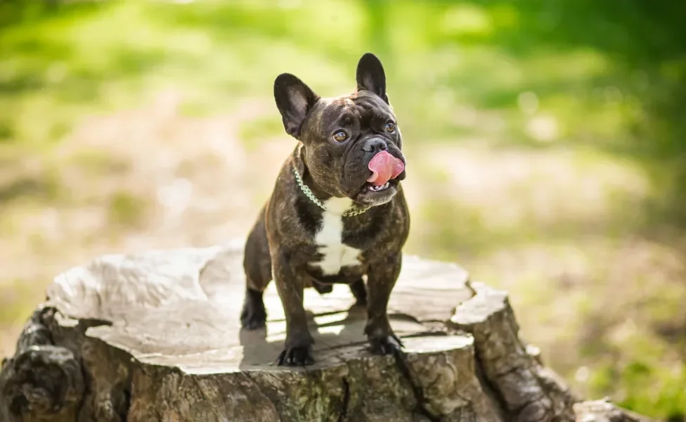 Cão com a língua levantada em cima de toco de tronco de árvore