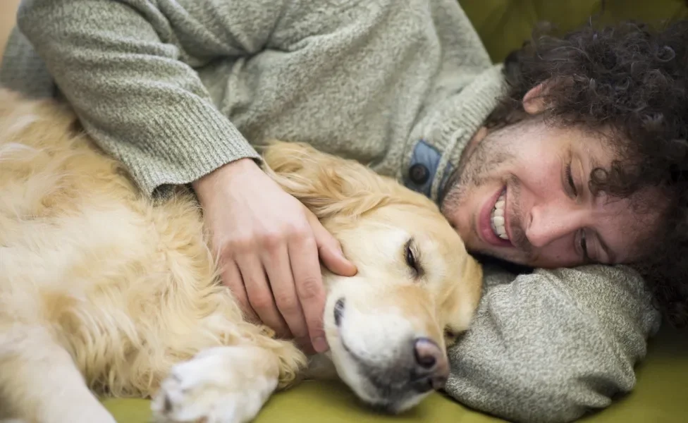 Cão grande, amarelo e peludo deitado junto de tutor