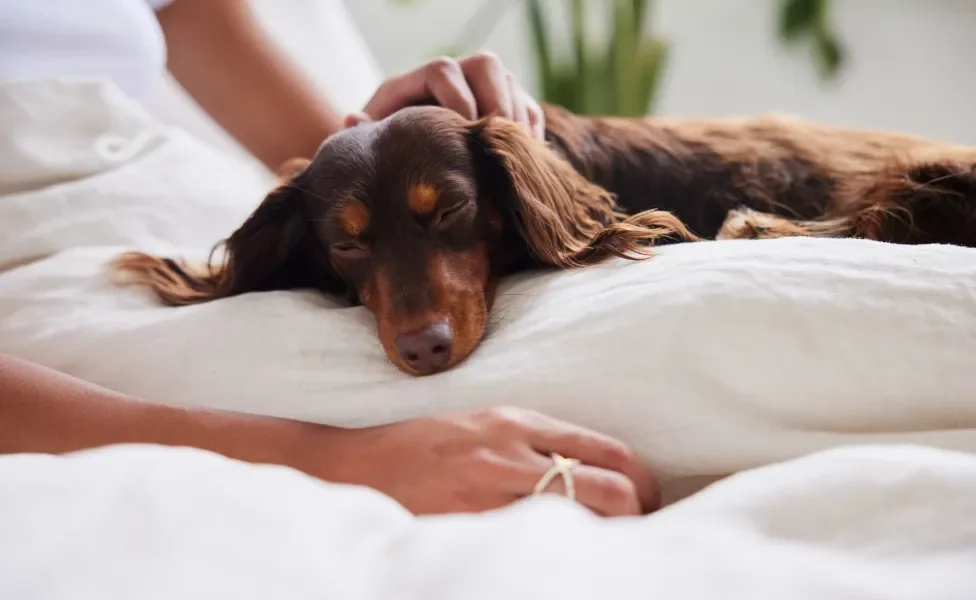Cão Dachshund deitado no colo de tutora