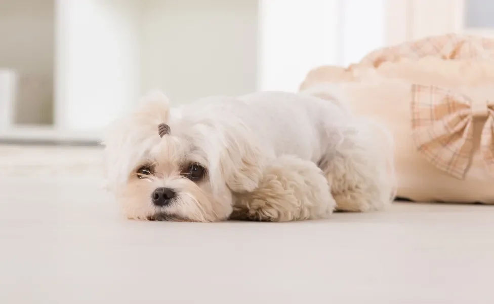 Cachorro Maltês deitado em superfície branca