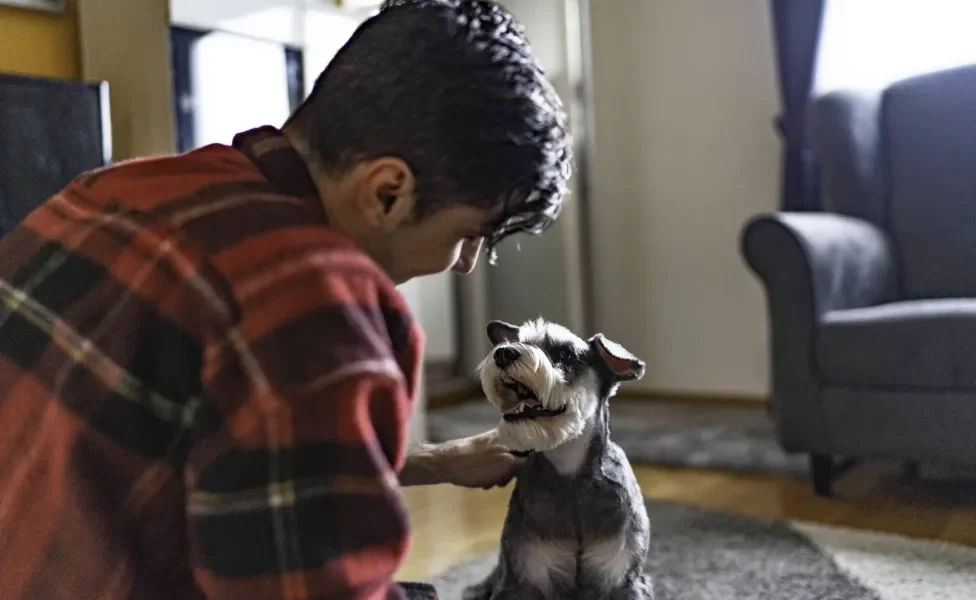 Tutor e cão Schnauzer se olhando