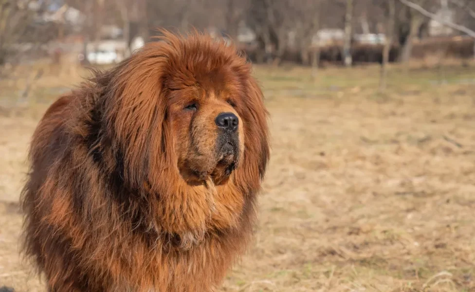 Cão Mastim Tibetano de pelo marrom em pé em pasto