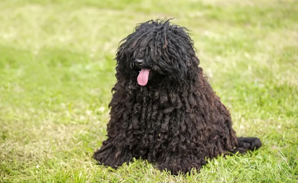 Cão Puli preto sentado em gramado