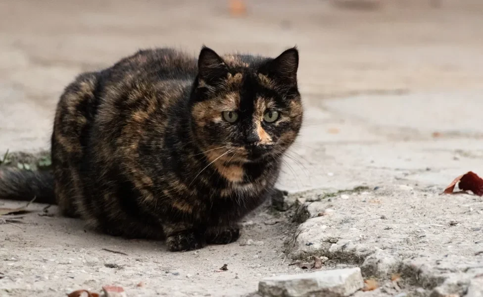 Gato manchado sentado em chão de cimento