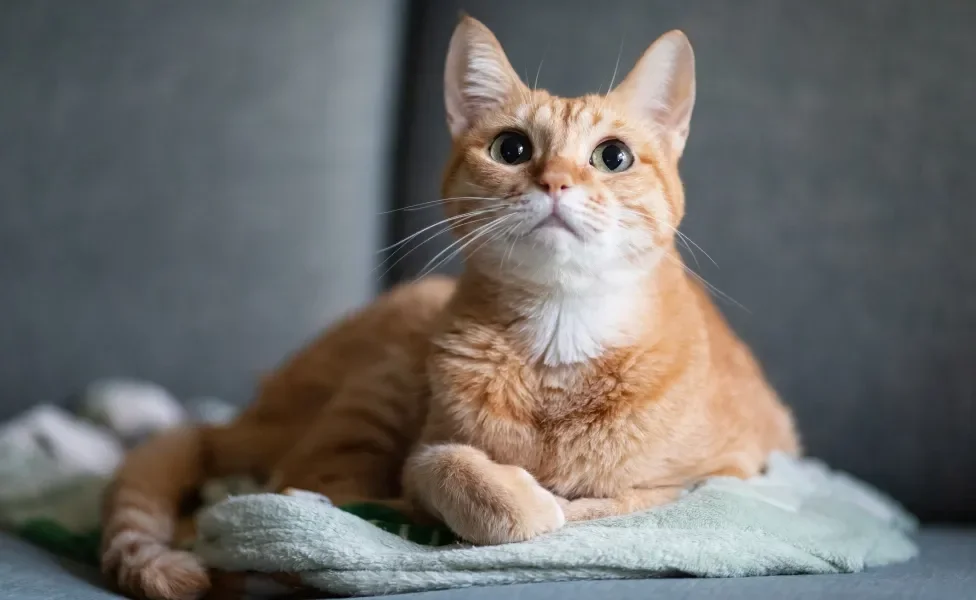 Gato Vira-lata laranja deitado em coberta