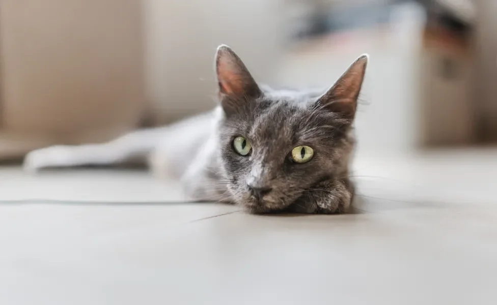Gato Vira-Lata cinza deitado no chão