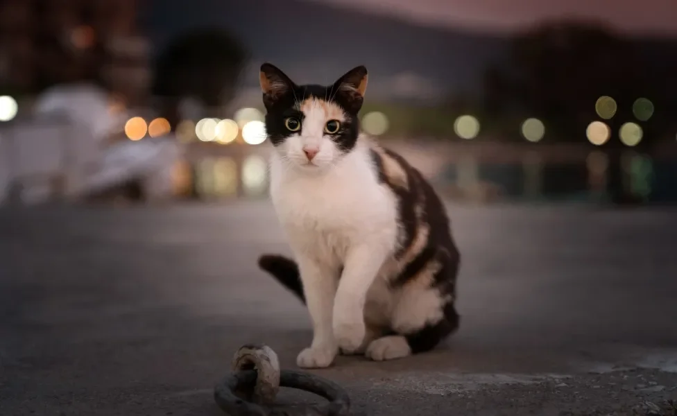 Gato Vira-Lata tricolor sentado