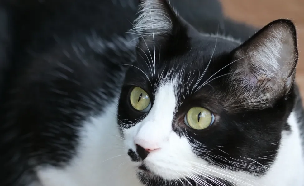 Gato Vira-Lata preto e branco, o frajola