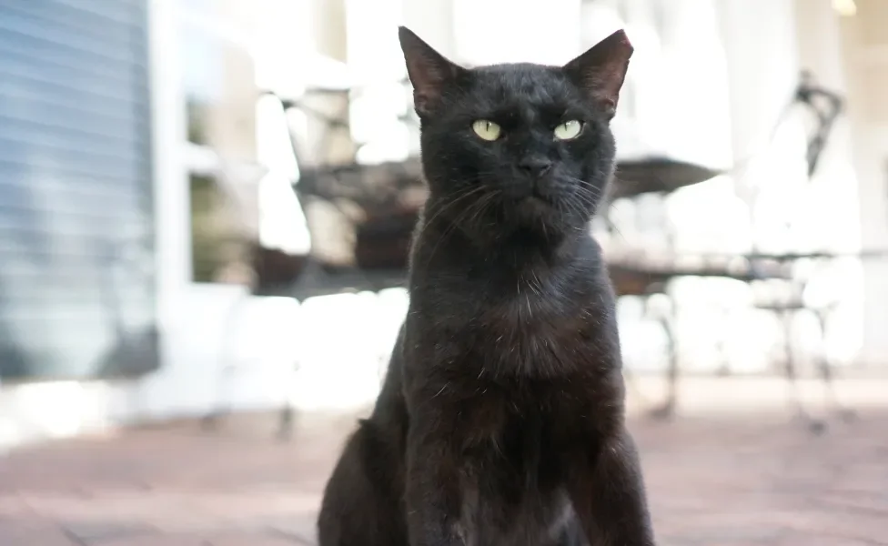 Gato Vira-Lata preto sentado