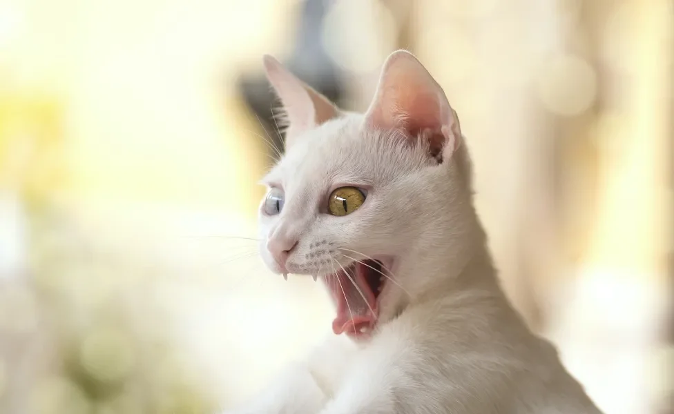 Gato Vira-Lata branco com a boca aberta