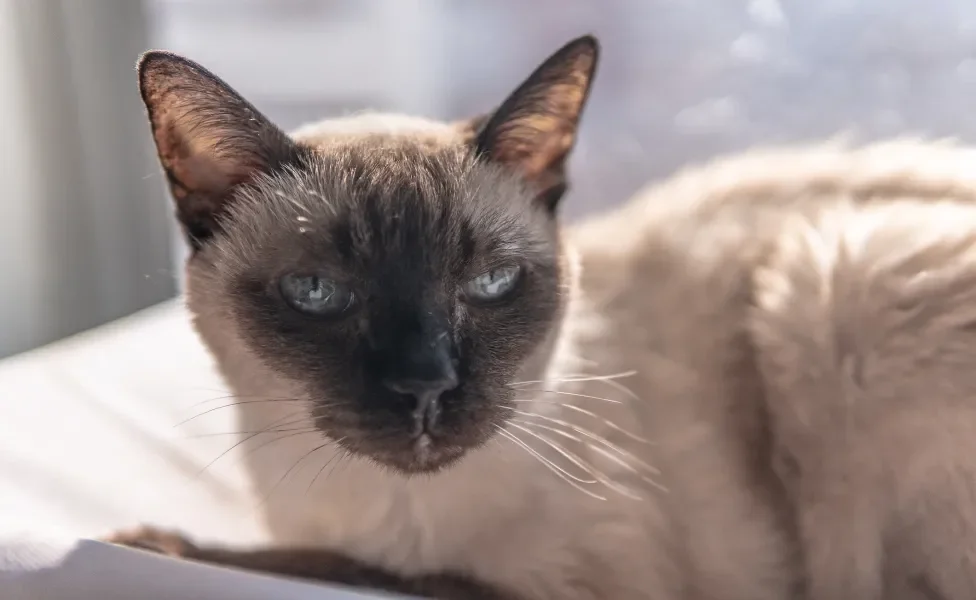 Gato deitado tomando sol