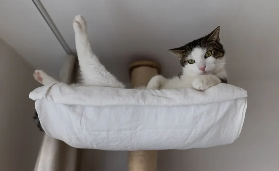 Gato deitado em cama no alto