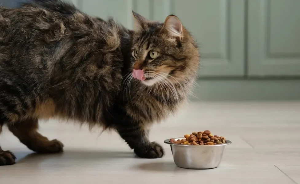 Gato rajado peludo comendo ração