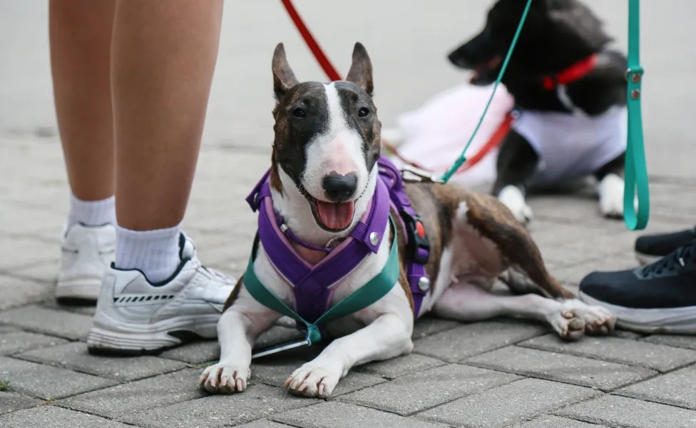 Cachorro deitado no chão com coleira peitoral