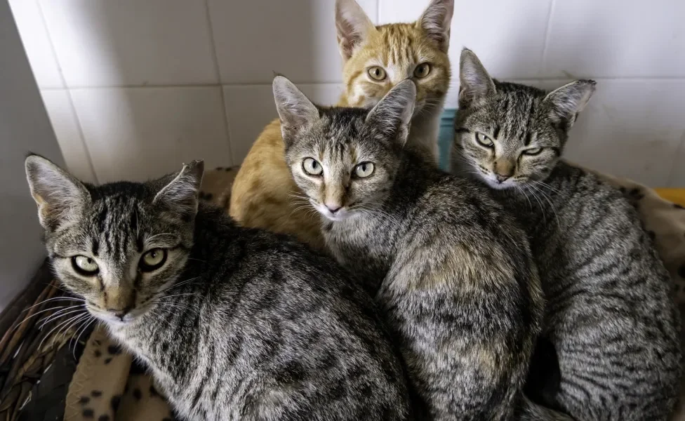 Vários gatos juntos no mesmo espaço