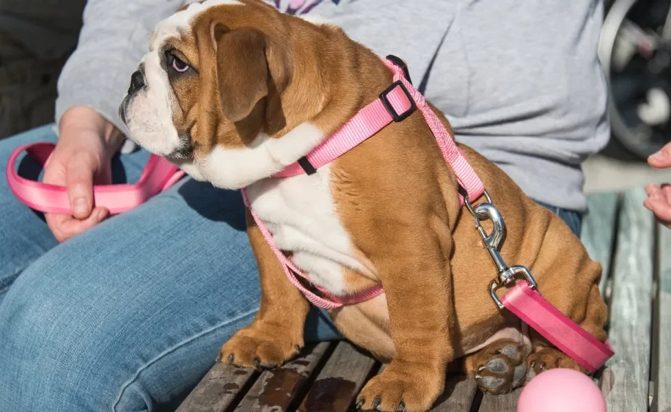 Cachorro sentado com coleita cor de rosa