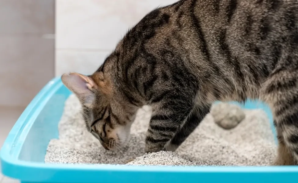 Gato rajado dentro da caixa de areia