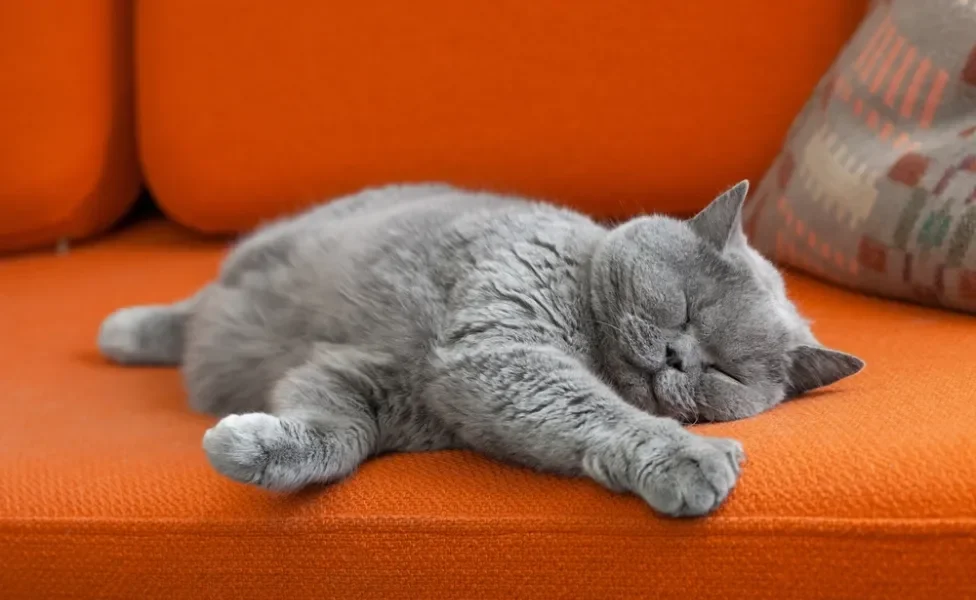 filhote de gato dormindo