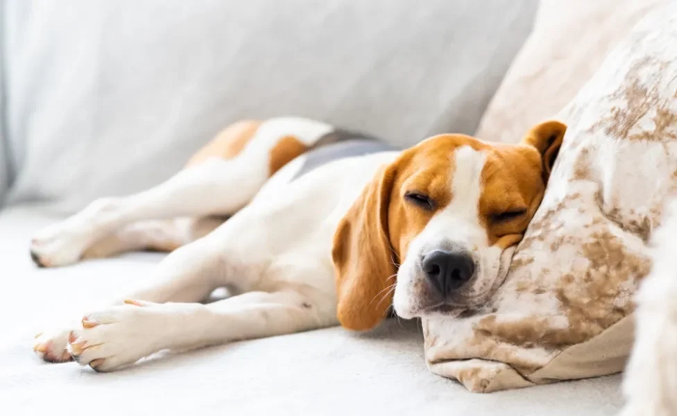 cachorro dormindo no sofá