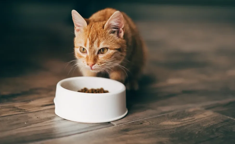 Gato laranja comendo ração no pote