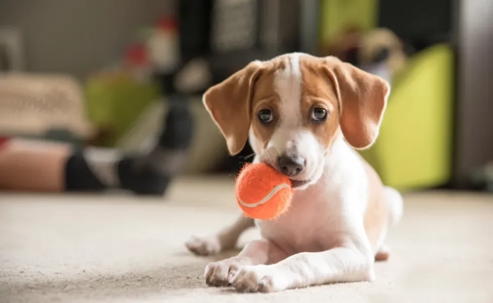 Filhote de Beagle segurando bolinha na boca