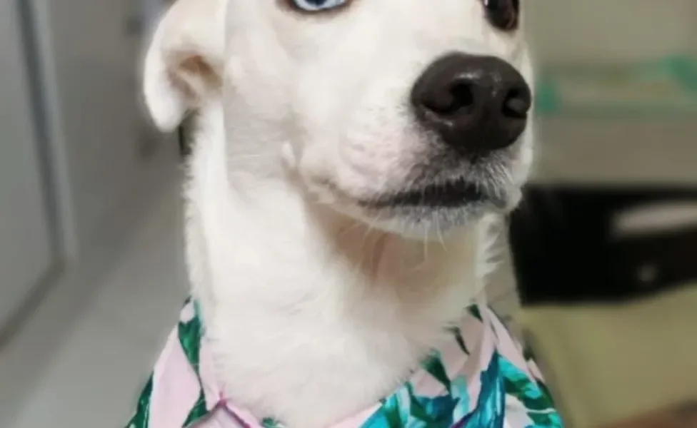 Cachorro branco com roupinha
