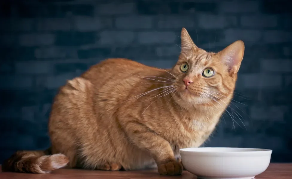 Gato laranja em frente a um pote branco