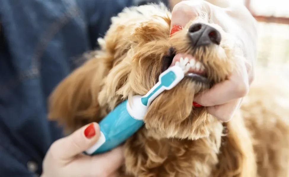 cachorro escovando o dente