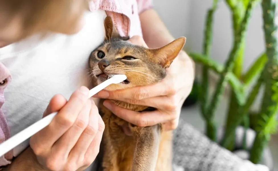 gato escovando os dentes