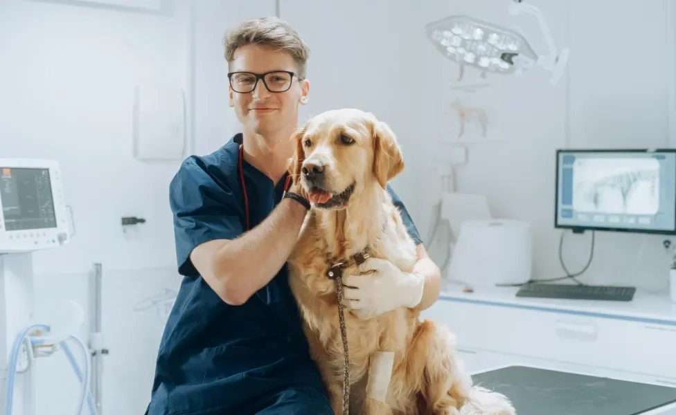 Cão grande e amarelo abraçado por veterinário em consultório