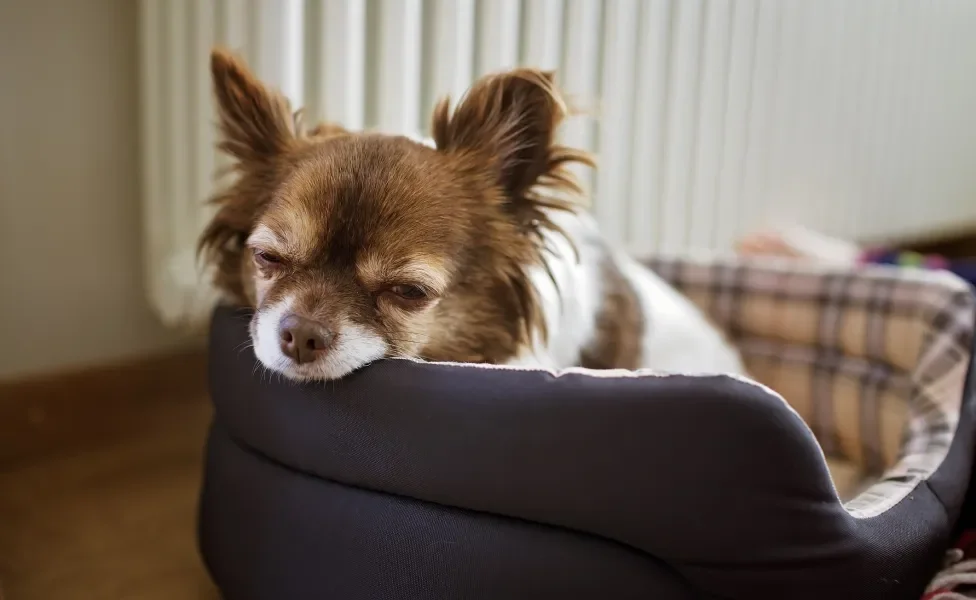 Cãozinho Chihuahua peludo deitado em sua caminha