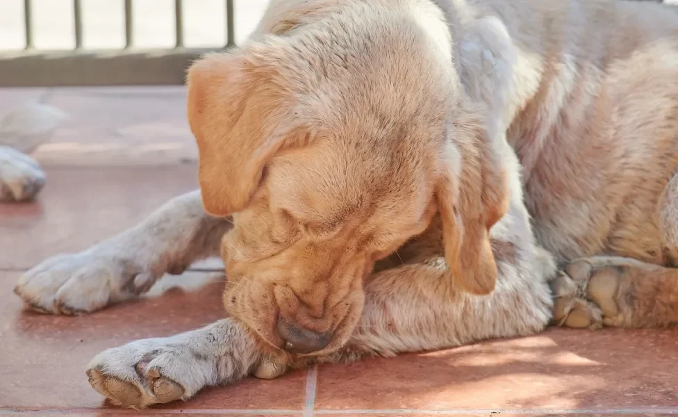 Cão grande e amarelo mordendo a própria pata