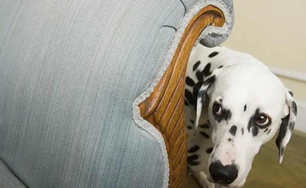 Cão Dálmata se escondendo atrás de poltrona